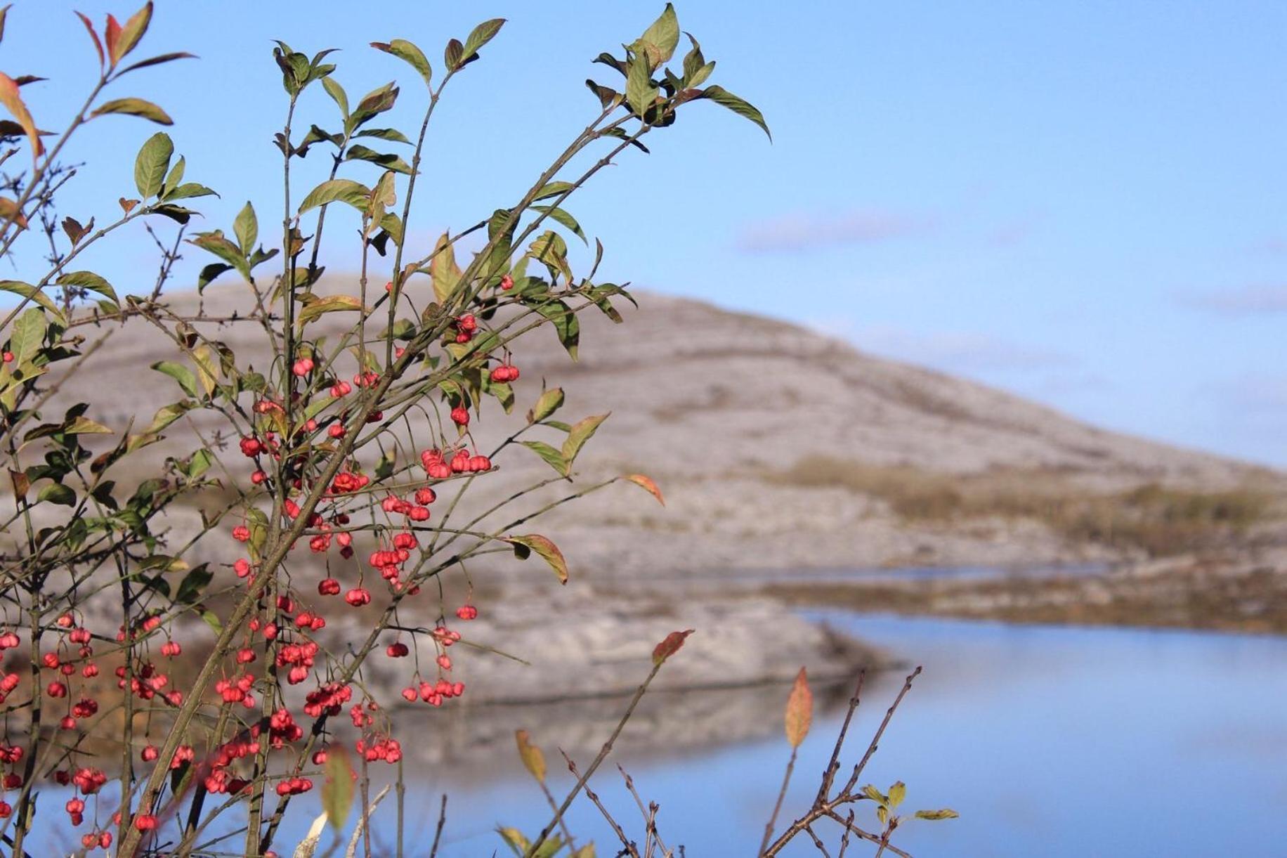 Riverside Cottage In The Burren Corofin  외부 사진